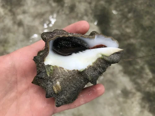 Spiny Vase Shell