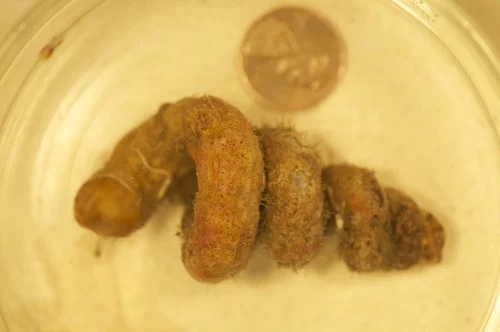 West Indian Worm Shell