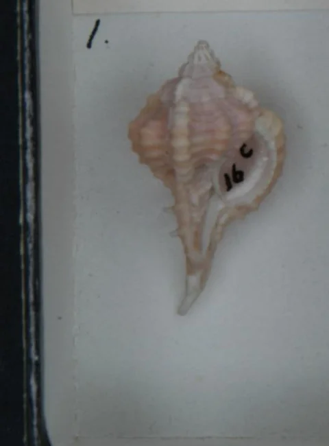 Rose Murex